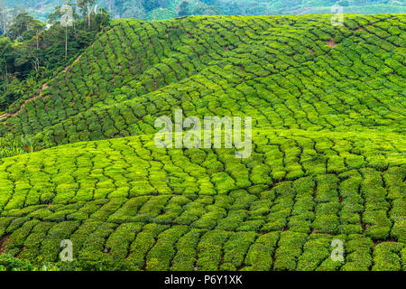 Malaysia, Pahang, Cameron Highlands, Brinchang, piantagione di tè Foto Stock