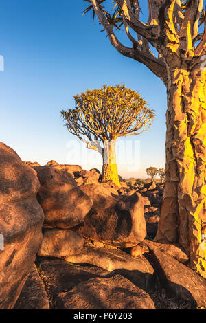 Per Quiver tree forest (Aloe dichotoma), Keetmanshoop, Namibia, Africa. Foto Stock