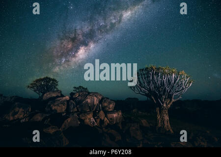 Per Quiver tree forest (Aloe dichotoma), Keetmanshoop, Namibia, Africa. Alberi di notte sotto le stelle dell'emisfero meridionale. Foto Stock