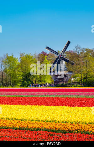 Paesi Bassi, South Holland, Lisse. Tulipani olandesi fiori in un campo di fronte al mulino Keukenhof in primavera. Foto Stock