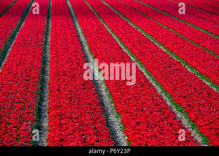 Paesi Bassi, North Holland, Burgerbrug. Rosso brillante campo di tulipani in primavera. Foto Stock