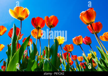 Paesi Bassi, North Holland, Callantsoog. Tulipani multicolore fiore contro un cielo blu, nei pressi del villaggio di Zipje. Foto Stock