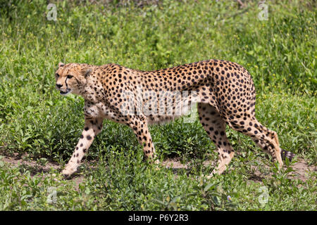 Un ghepardo passeggiate attraverso le praterie del Serengeti Serengeti Tanzania Foto Stock