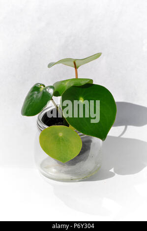 Pianta cinese della moneta - Pilea Peperomioides Foto Stock