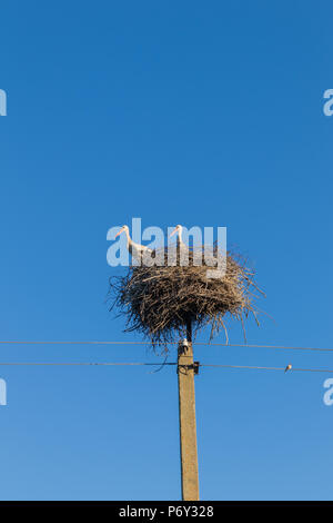 Due cicogne bianche nel nido sul polo elettrico contro un cielo blu Foto Stock