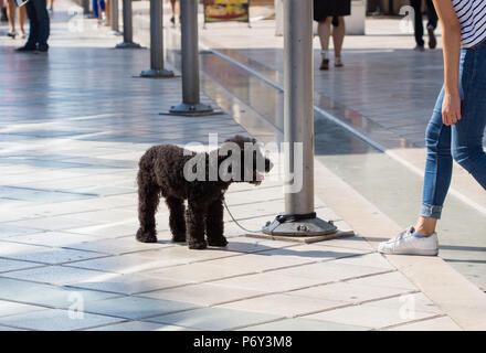 Piccolo Cane al guinzaglio legato ad un palo seduto sul marciapiede, persone in background. Foto Stock