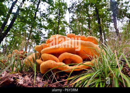 Omphalotus illudens cluster di funghi nella foresta, comunemente noto come il jack-o' fungo lanterna Foto Stock