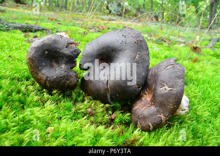 Russula nigricans fungo su muschio, comunemente noto come l'annerimento brittlegill Foto Stock