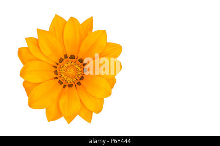 Fiore su sfondo bianco / arancio brillante fiore isolato sullo sfondo bianco. Foto Stock