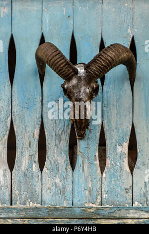 Il cranio di un animale con grandi corna montato su un usurati recinzione di legno Foto Stock