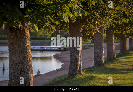 Fila di alberi accanto al lago in Francia Foto Stock