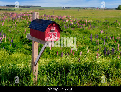 Mailbox in mezzo a un campo di lupini selvatici nelle zone rurali di Prince Edward Island, Canada. Foto Stock