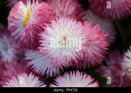 Bellis Pomponette Foto Stock