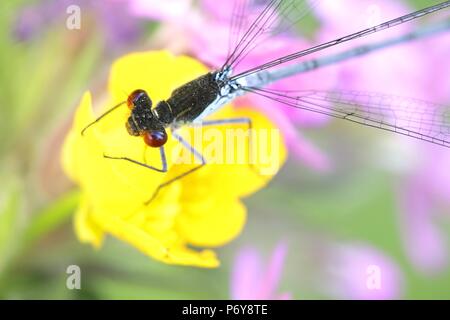 Grandi gli occhi rossi o rosso-eyed damselfly, Erythromma najas Foto Stock