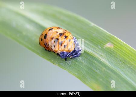 Due spot ladybird o due macchie ladybug cocoon, Adalia bipunctata, utilizzati per la lotta biologica contro i parassiti degli afidi, Foto Stock