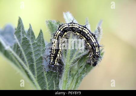 Piccola tartaruga butterfly caterpillar, Aglais urticae Foto Stock