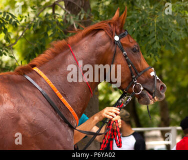 Ritratto di un cavallo purosangue dopo le corse di cavalli. Foto Stock