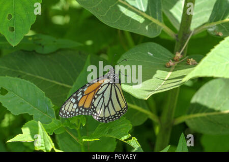 Farfalla monarca sul milkweed comune Foto Stock
