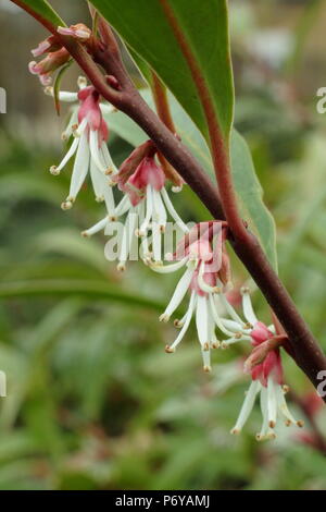 Sarcococca hookeriana var. Stelo di porpora, chiamato anche scatola di dolci, in fiore in un giardino inglese in inverno, REGNO UNITO Foto Stock