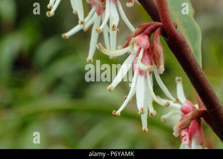 Sarcococca hookeriana var. Stelo di porpora, chiamato anche scatola di dolci, in fiore in un giardino inglese in inverno, REGNO UNITO Foto Stock