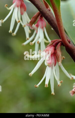 Sarcococca hookeriana var. Stelo di porpora, chiamato anche scatola di dolci, in fiore in un giardino inglese in inverno, REGNO UNITO Foto Stock