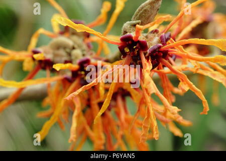 Hamamelis × intermedia "Aphrodite" amamelide in fiore in un giardino inglese in inverno, REGNO UNITO Foto Stock