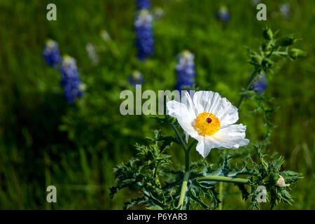 Bianco singolo fiore di papavero contro uno sfondo di Texas Bluebonnet fiori. Foto Stock
