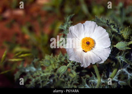 Chiusura del singolo isolato Bianco fiore di papavero in Texas Hill Country Foto Stock