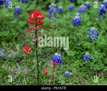 Rosso singolo pennello indiano con sfondo Bluebonnet Foto Stock