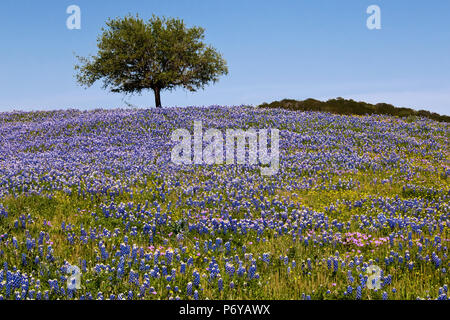 Texas Hill Country hill riempito con Bluebonnets e sormontato da un albero Foto Stock