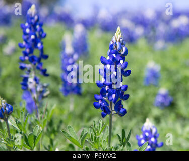 Bluebonnets in primo piano piano focale e background. Foto Stock