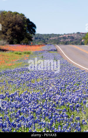 Texas bluebonnets e pennello INDIANA LINE un Texas autostrada con alberi e l'orizzonte in primo piano. Foto Stock