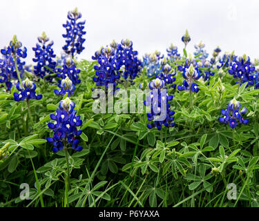 Primo piano della bluebonnet lussureggianti piante e fiori con un cielo bianco sullo sfondo. Foto Stock