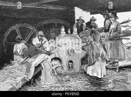 Incisione dei lavoratori la frantumazione di canna da zucchero su una piantagione in Queensland, Australia, circa 1880. Dal pittoresco Atlas dell Australasia Vol 2, 1886 Foto Stock