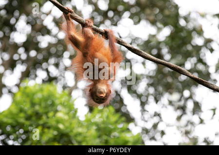 Ritratto di un simpatico baby orangutan divertendosi nel verde di una foresta pluviale. Singapore. Foto Stock