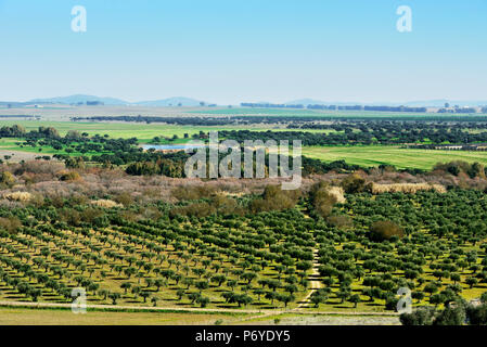 Le vaste pianure di Alentejo e Spagna con le aziende agricole, ulivi e alberi da sughero. Portogallo Foto Stock