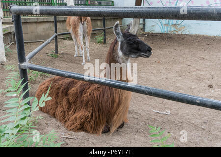 Femmina adulta llama nel contatto zoo close-up Foto Stock