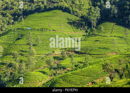 Sri Lanka, Nuwara Eliya , Edimburgo tea break Foto Stock