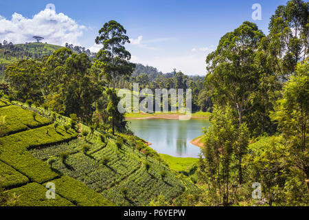 Sri Lanka, Hatton, vista della tenuta di tè e Castlereagh Lago Foto Stock