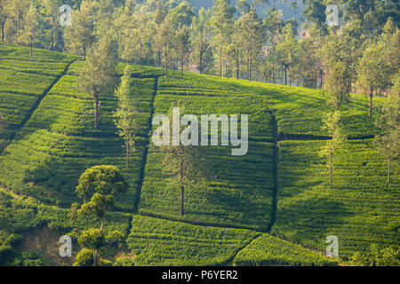 Sri Lanka, Hatton, Castlereagh Lago, piantagione di tè Foto Stock