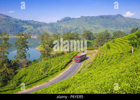 Sri Lanka, Hatton, vista della tenuta di tè e Castlereagh Lago Foto Stock