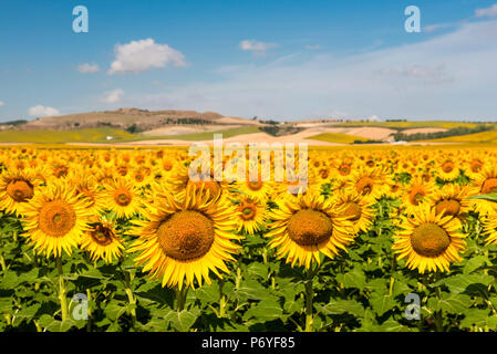 Spagna, Andalusia, Siviglia. I campi di girasole al di fuori di Siviglia Foto Stock