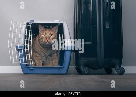 In viaggio con un gatto - Zenzero cat in un vettore pet accanto ad una valigia. Foto Stock