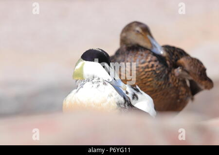 Una voce maschile e femminile Eider Duck avente un riposo su una costa rocciosa in Cornovaglia Foto Stock