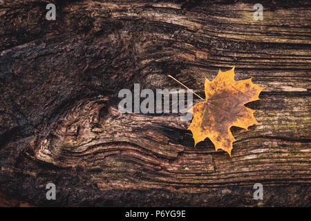 Foglia di acero sul tronco di albero Foto Stock