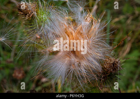 Spear Thistle, Cirsium Vulgare, campagna tedesca Foto Stock