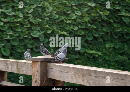 Quattro piccioni selvatici in piedi sulla ringhiera in legno nella parte anteriore del green parete frondosi Foto Stock