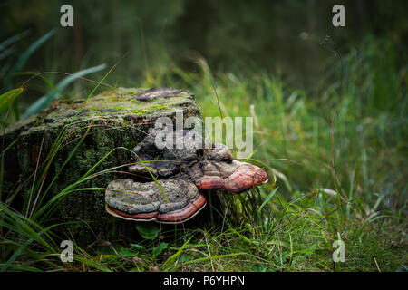 Cariati moncone di legno con due grandi polypores attaccato su di esso in erba verde Foto Stock