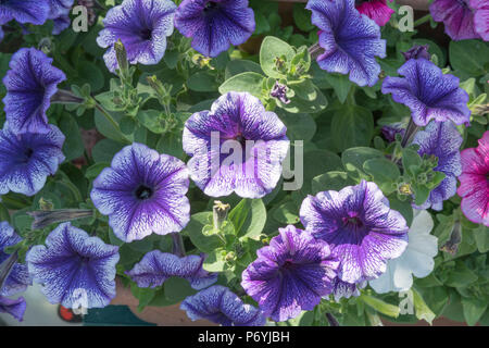 Viola e bianco della petunia Foto Stock