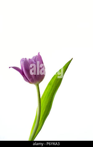 Viola Tulip fotografati contro uno sfondo bianco Foto Stock